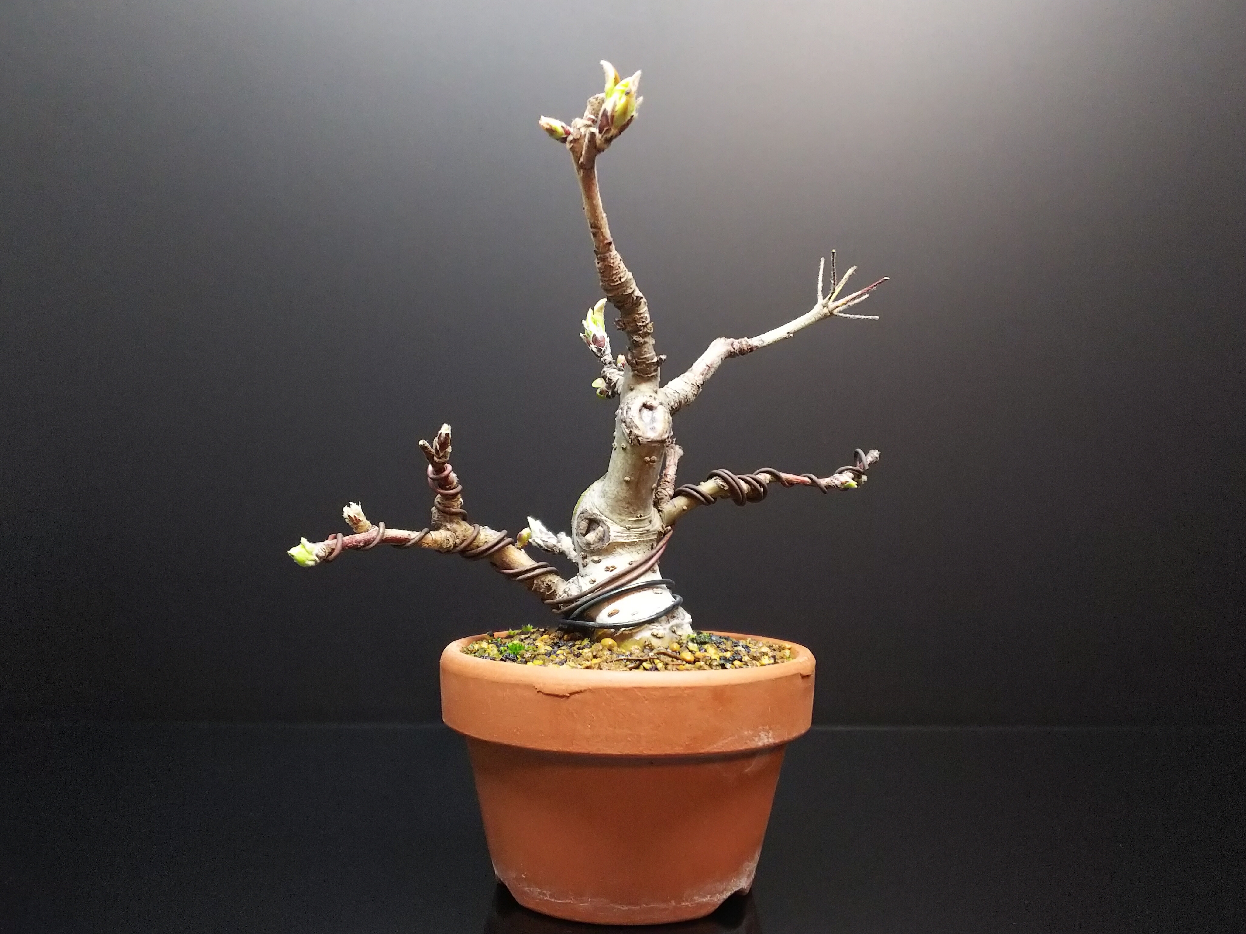 水切れ対策その①【深山カイドウ】 : Bon Bonsai
