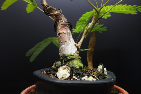 2019091002一才ネムの木2