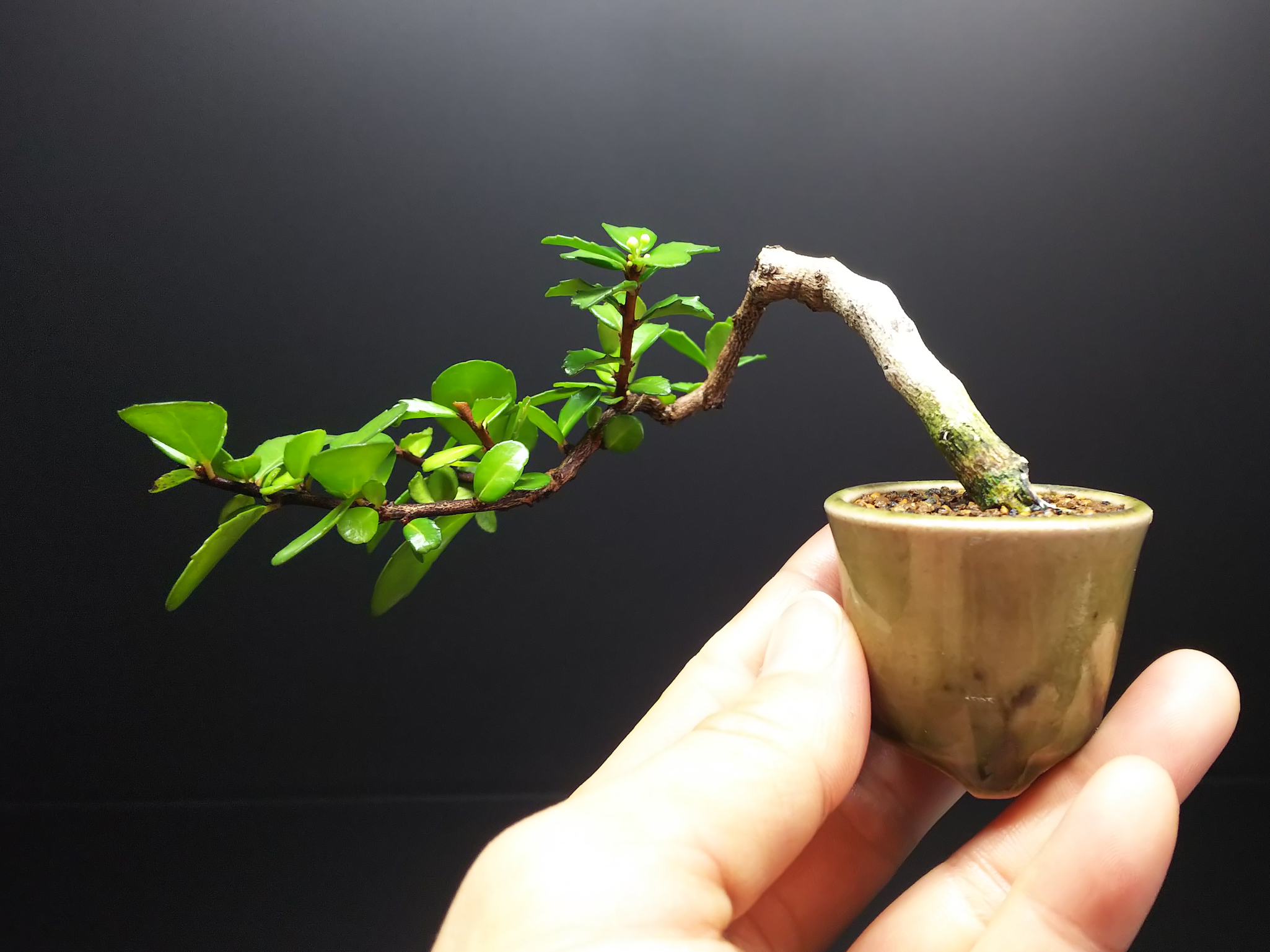 ハリツルマサキNo.2、色々残念な植え替え : Bon Bonsai ハリツルマサキNo.2、色々残念な植え替え : Bon Bonsai