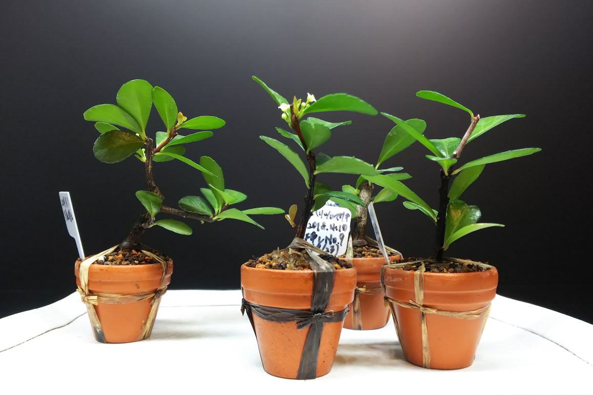 マグァンプkの超効果とトマトトーンのデメリット Bon Bonsai マグァンプkの超効果とトマトトーンのデメリット Bon Bonsai
