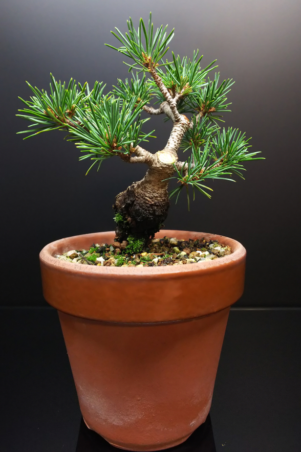 五葉松、古葉切りと初めての姿出し : Bon Bonsai