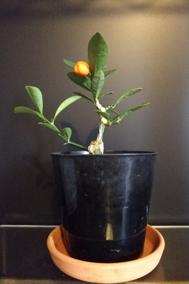 キンズ 実生から直根切り 軸切り挿し芽の結果 Bon Bonsai キンズ 実生から直根切り 軸切り挿し芽の結果 Bon Bonsai