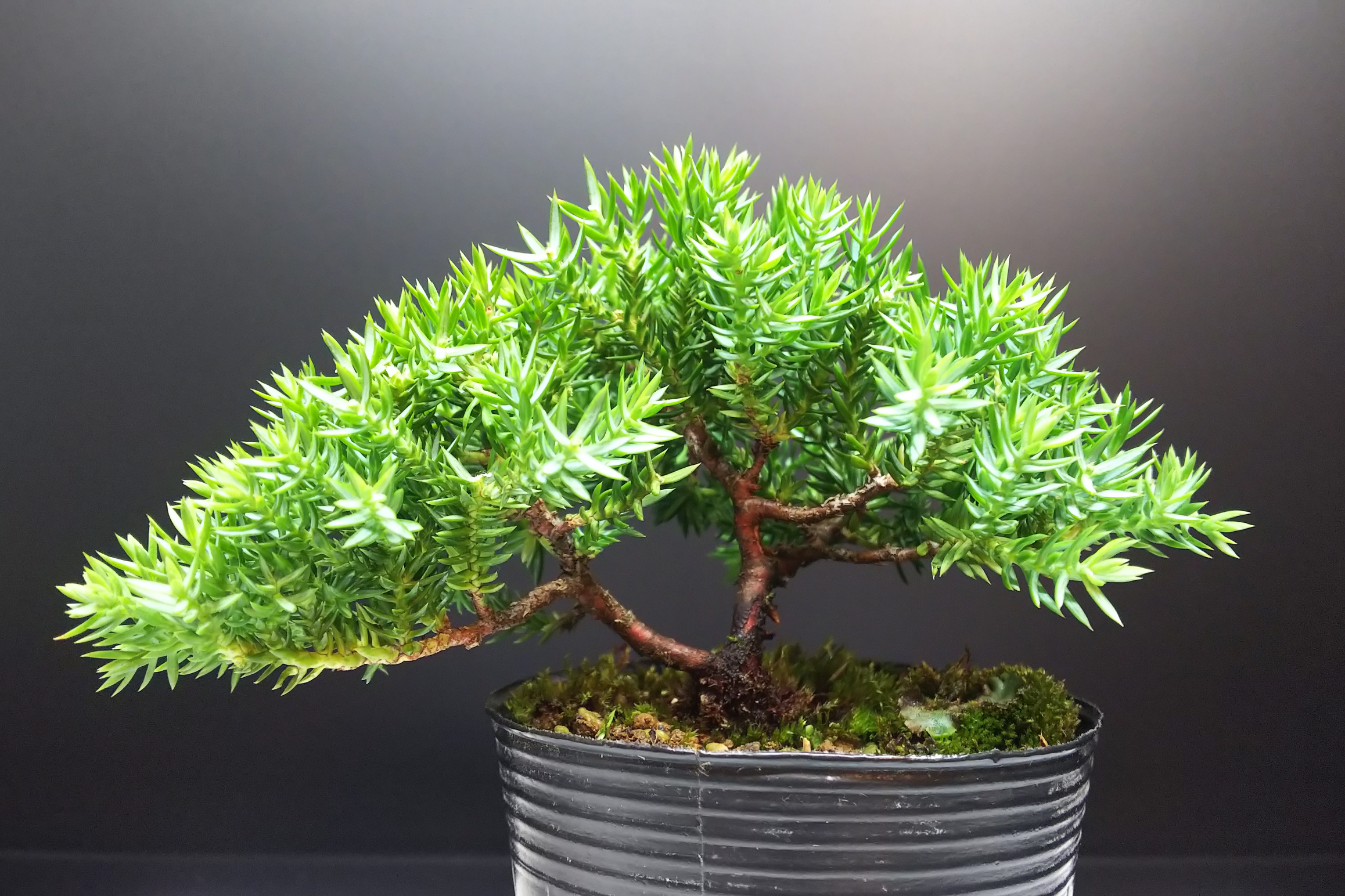 植え替え前の姫ソナレのお手入れと国風展のソナレ : Bon Bonsai