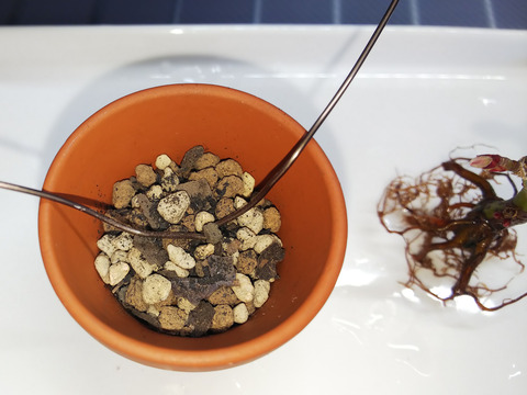 2020021811舞姫植え替え11