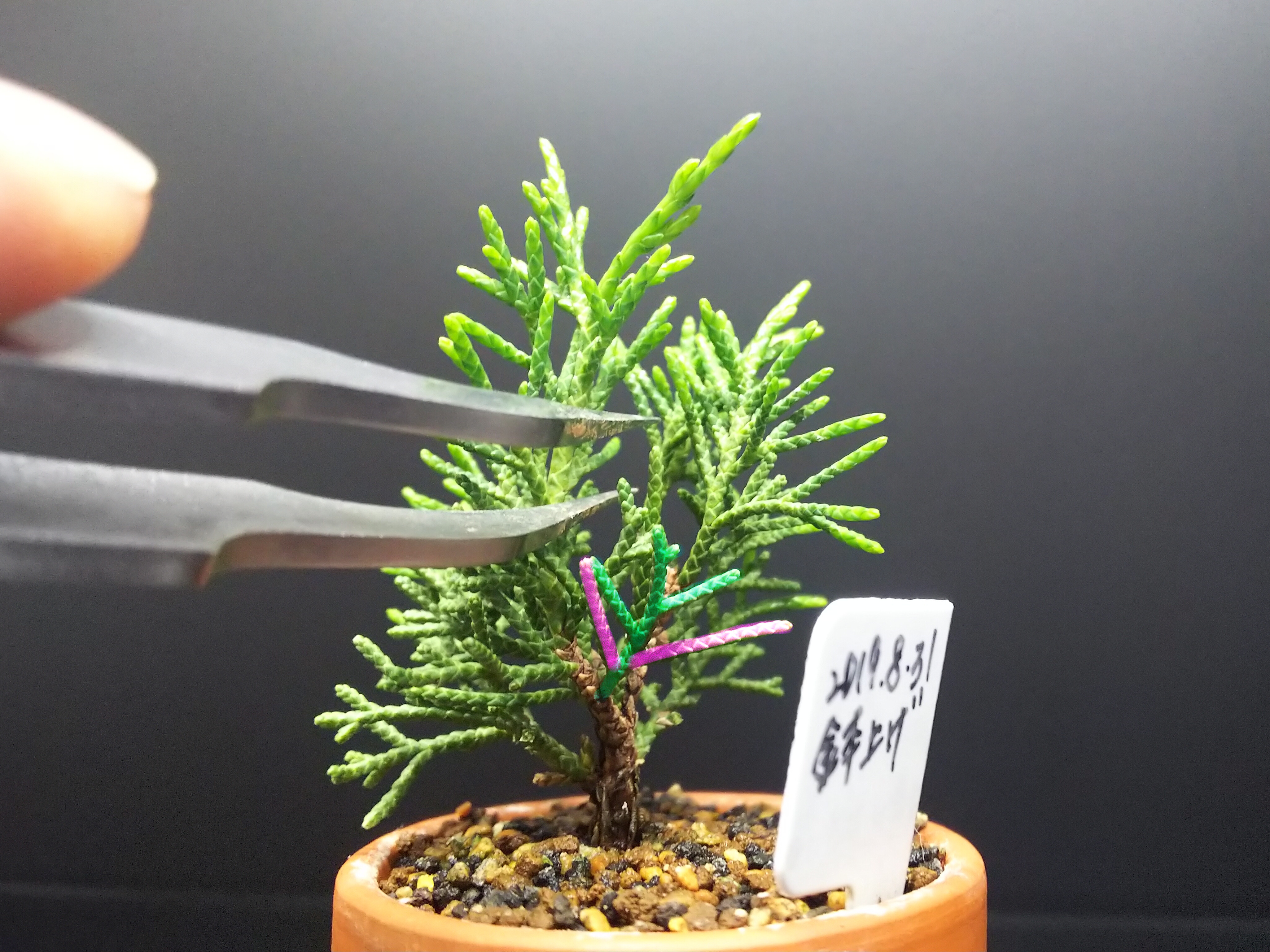 糸魚川真柏の葉透かし : Bon Bonsai