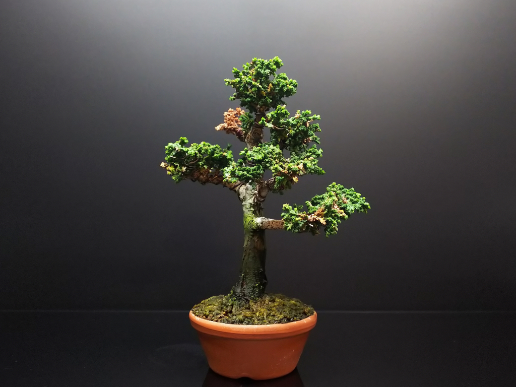 石化ひのき、復活中 : Bon Bonsai