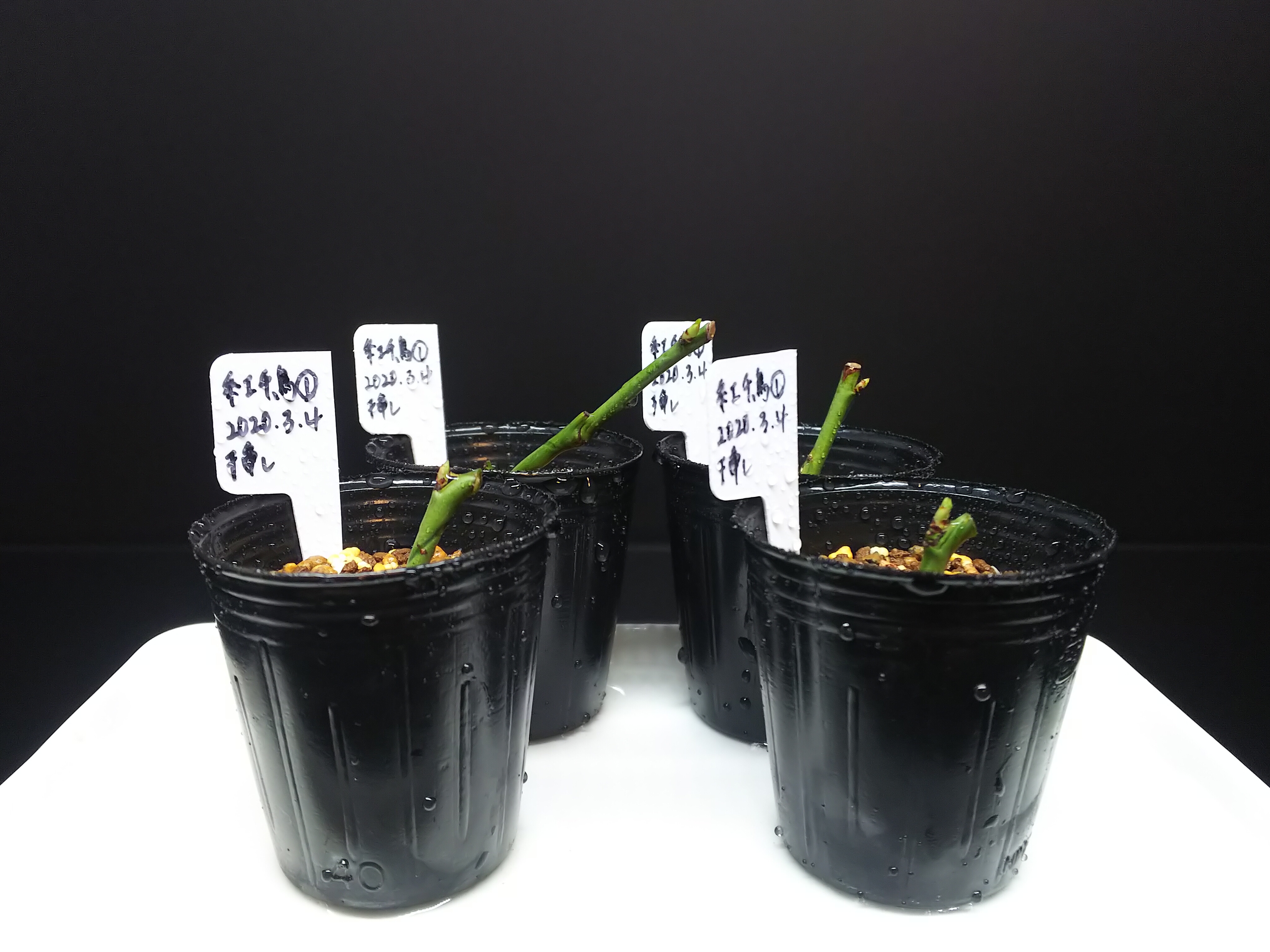 梅の挿し木 活着 Bon Bonsai 梅の挿し木 活着 Bon Bonsai