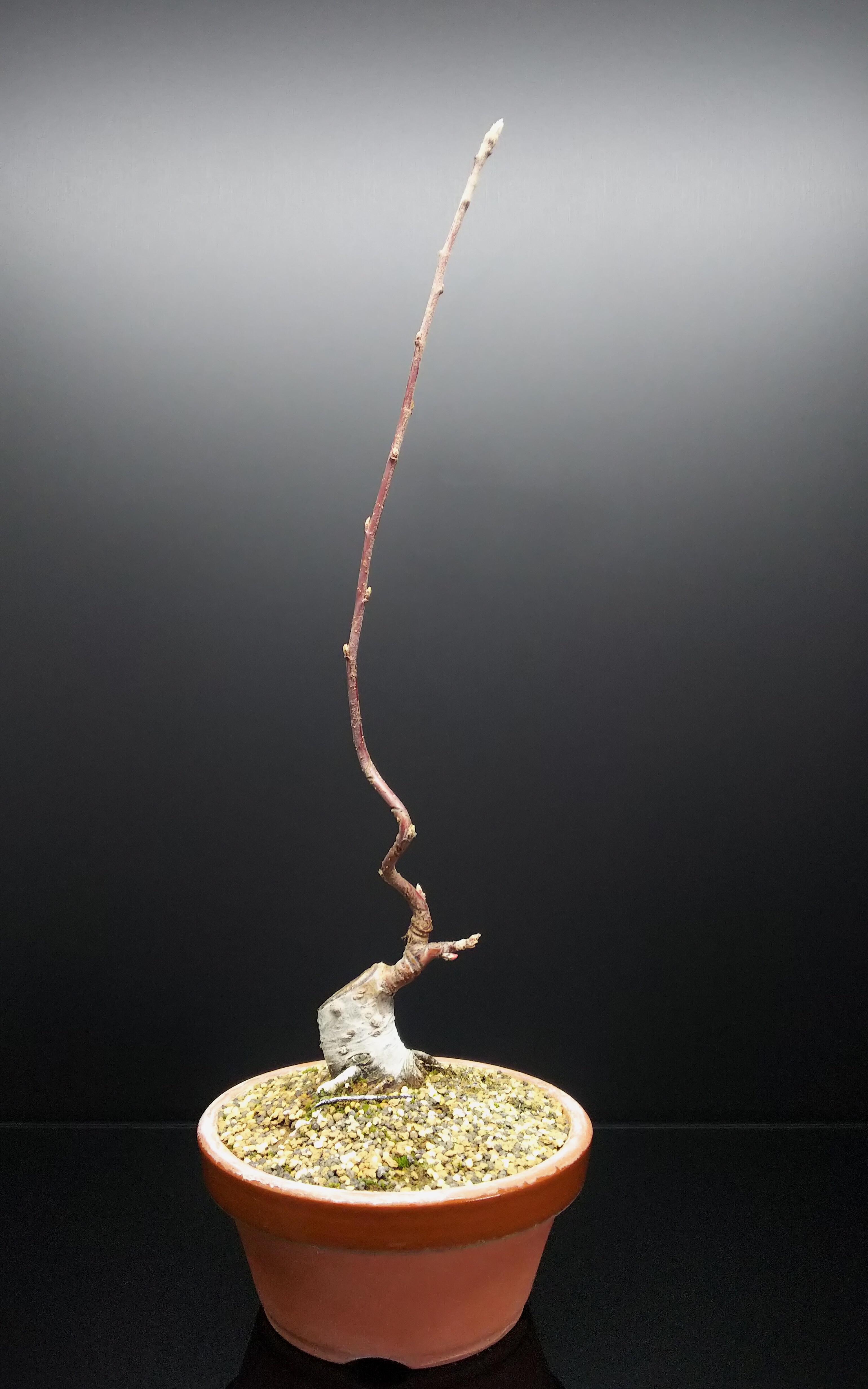 根頭がんしゅ病の深山カイドウはどうなったか Bon Bonsai