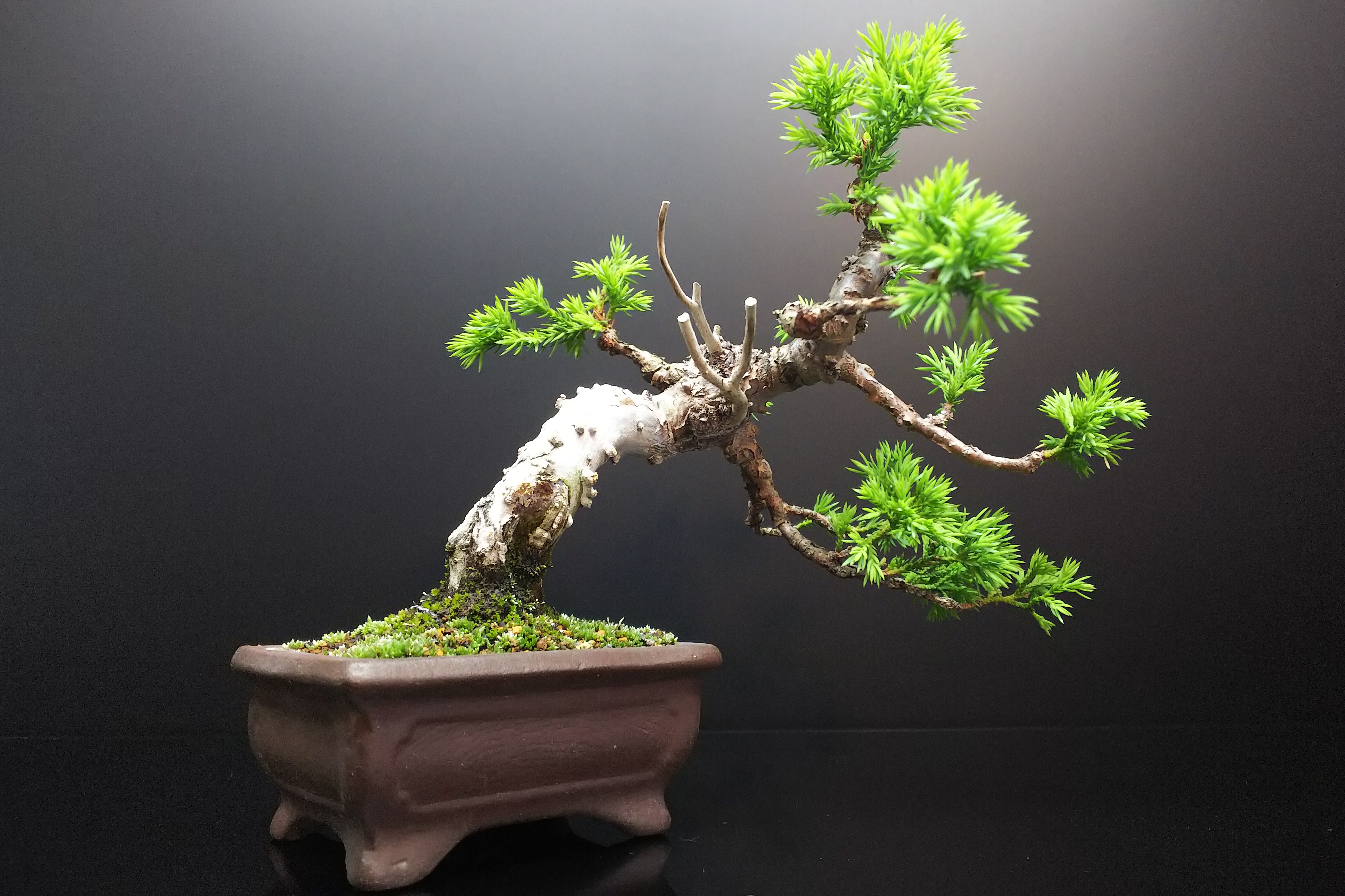 改作を交えながらも杉っ葉絶賛回復中の糸魚川真柏 : Bon Bonsai