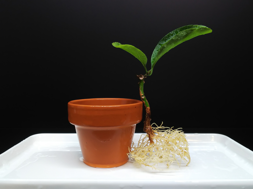 マユミちゃん達の植え替え Bon Bonsai