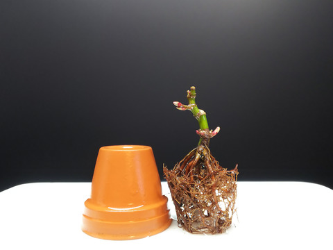 2020021804舞姫植え替え4