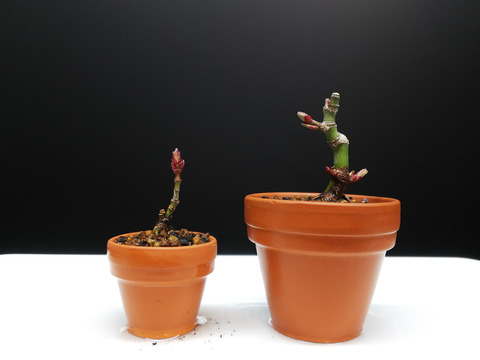 2020021819舞姫植え替え19