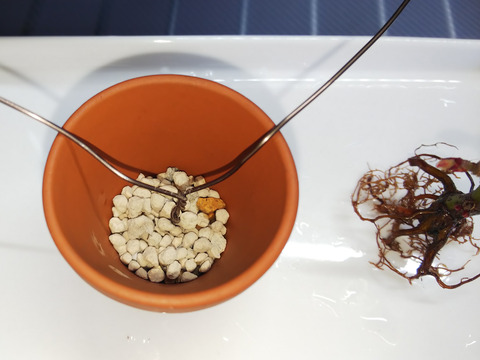 2020021809舞姫植え替え9