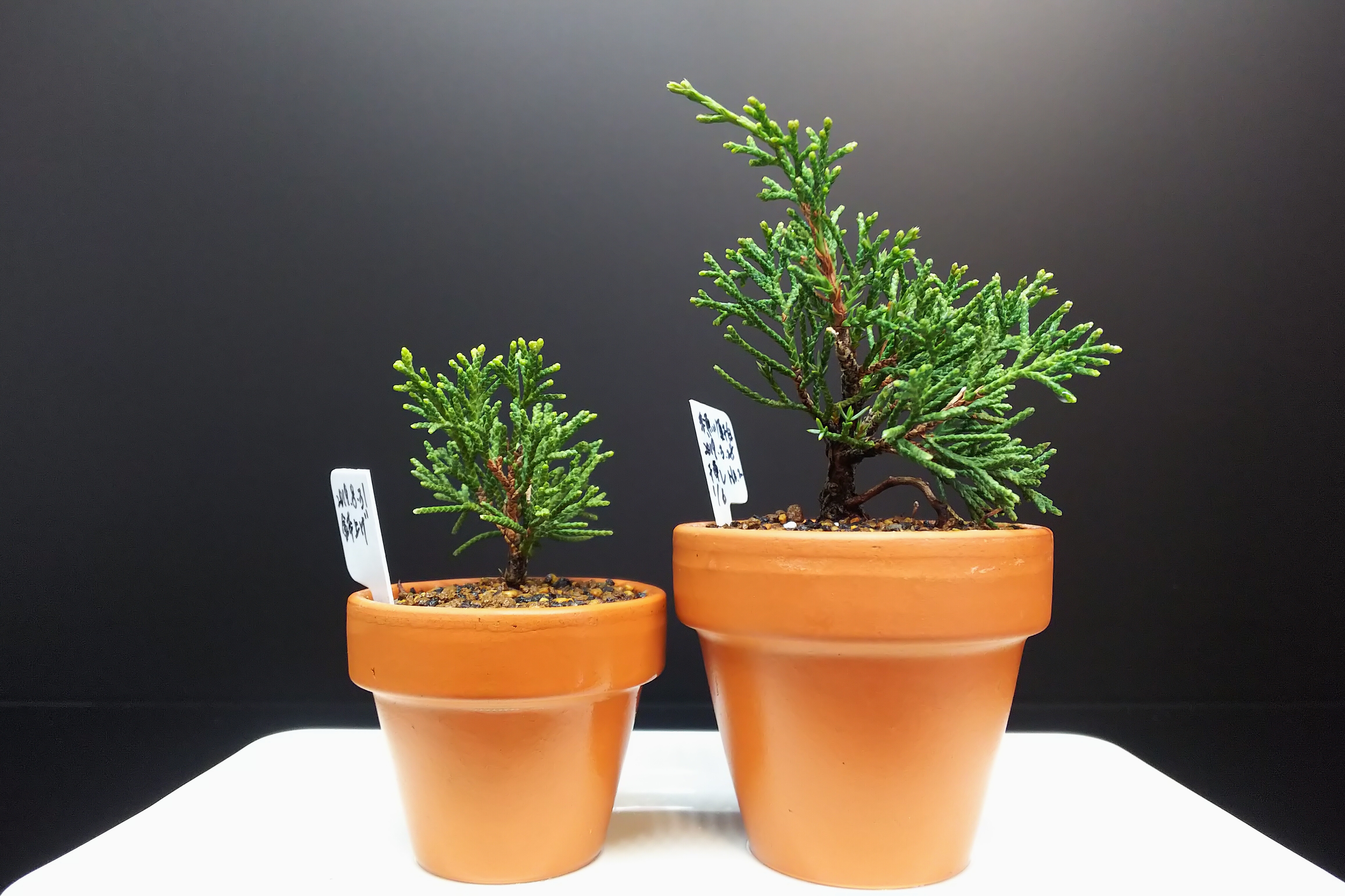 水切れ対策その②【糸魚川真柏】 : Bon Bonsai