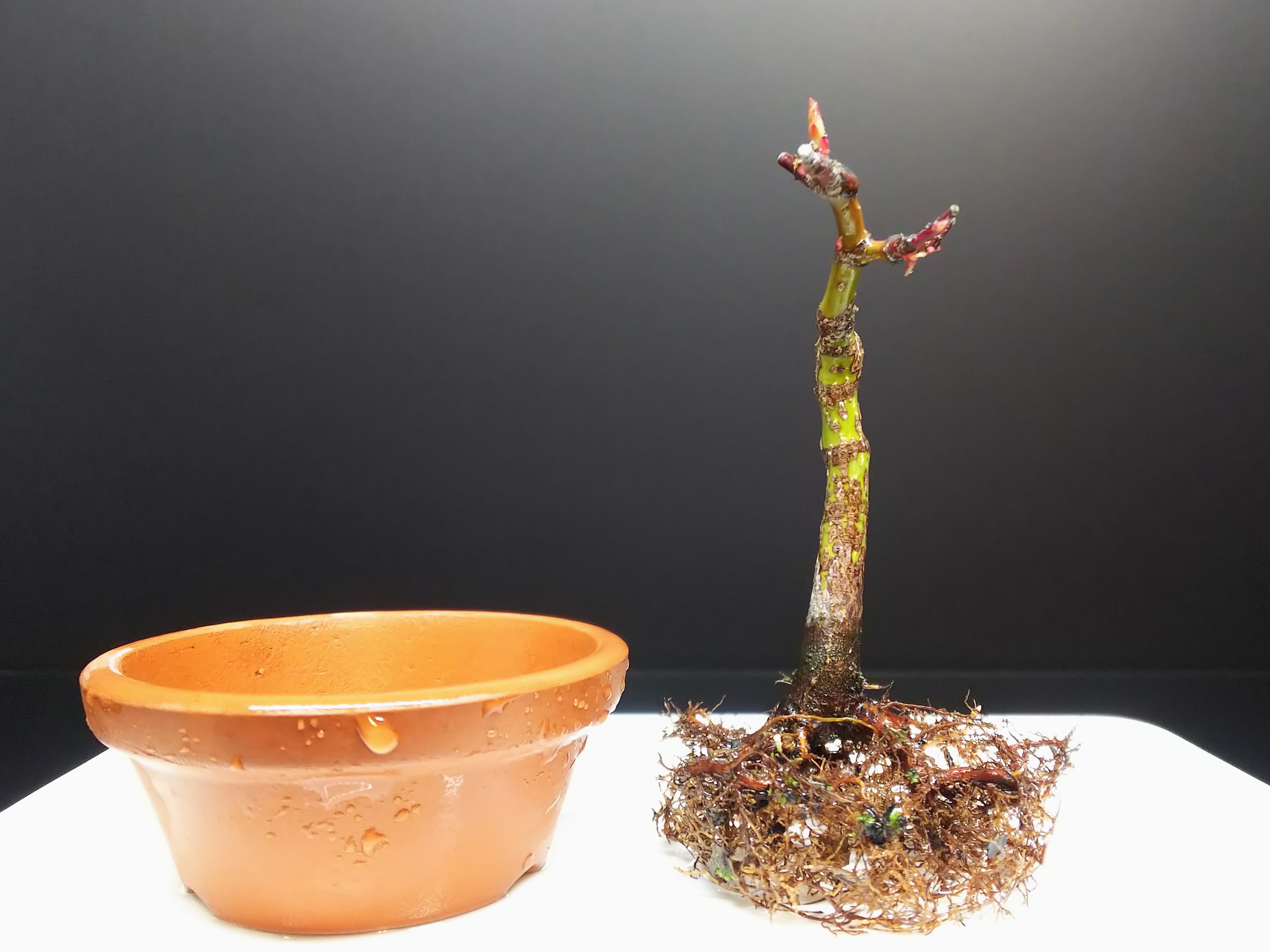 山もみじの植え替え Bon Bonsai