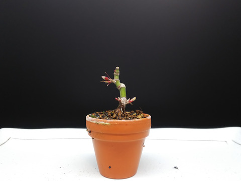 2020021802舞姫植え替え2