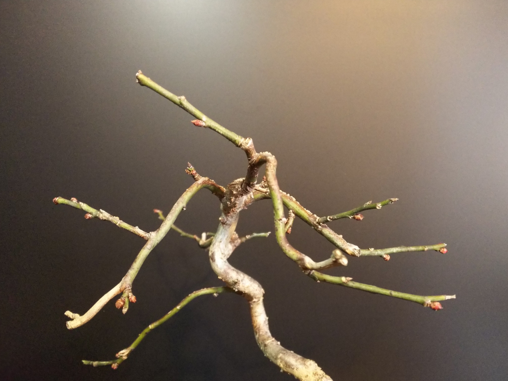 梅の花芽 膨らむ Bon Bonsai 梅の花芽 膨らむ Bon Bonsai
