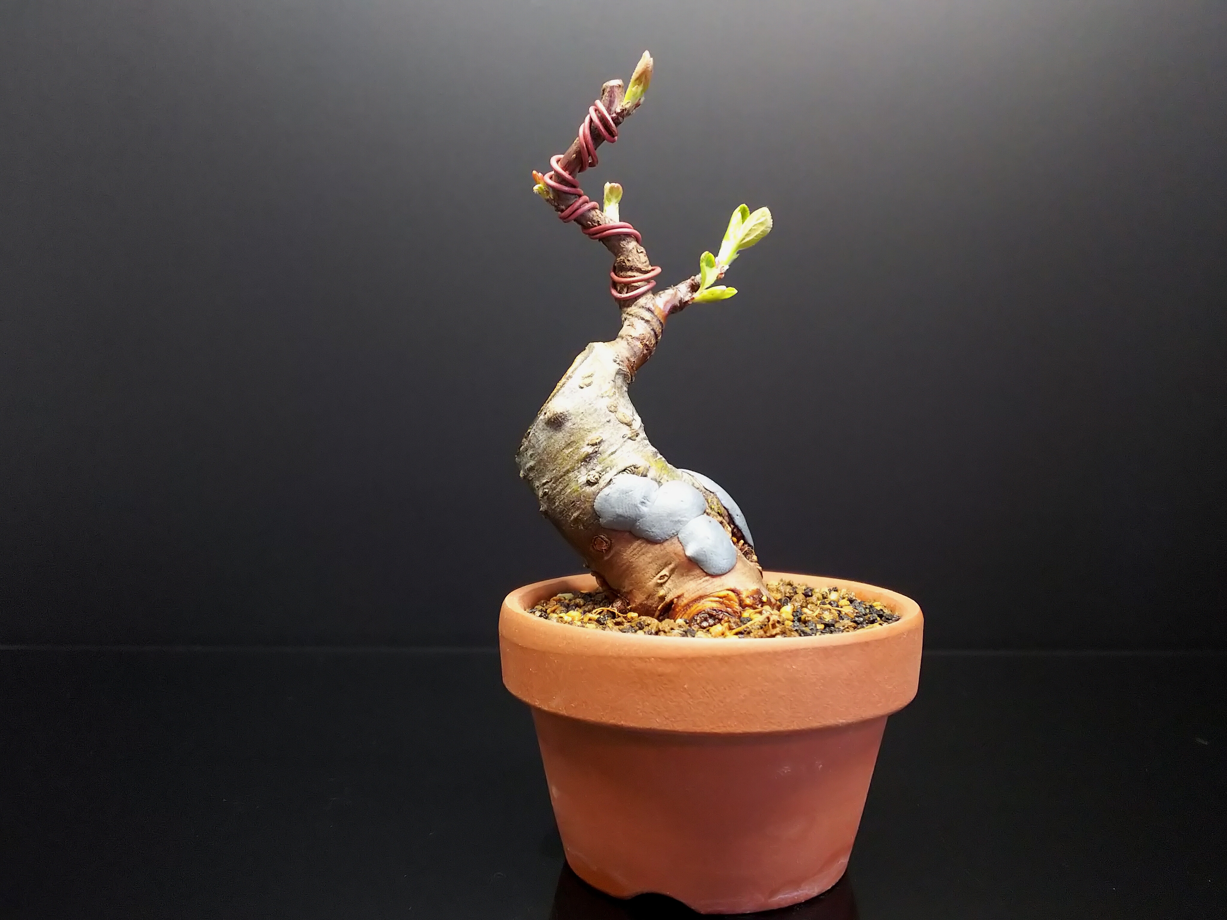 針金かけ時になったらしい深山カイドウ : Bon Bonsai