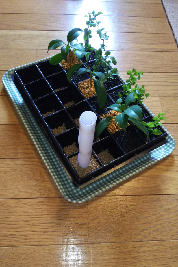 凡盆栽人の挿し木法をまとめてみた Bon Bonsai