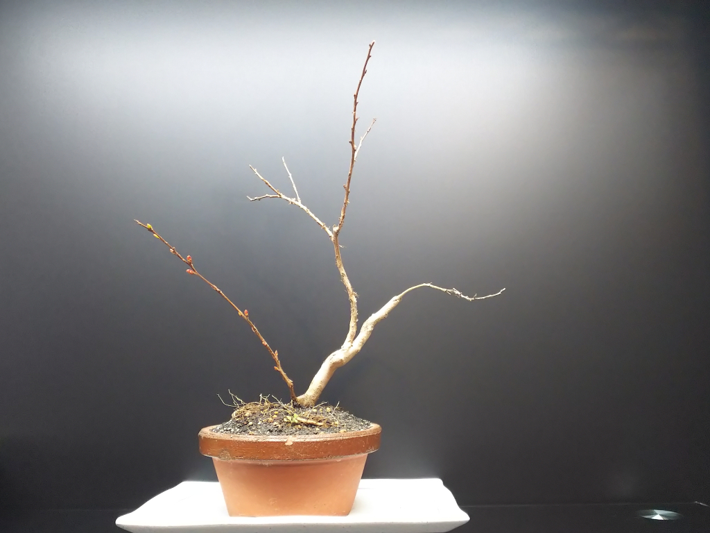 庭木仕様だったサルスベリ 1年半後の姿 Bon Bonsai