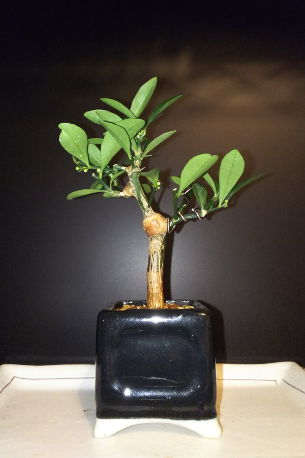 キンズ今年最後の花と実付きの様子 Bon Bonsai