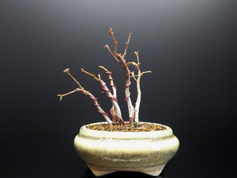 2020022807一才カナシデ7