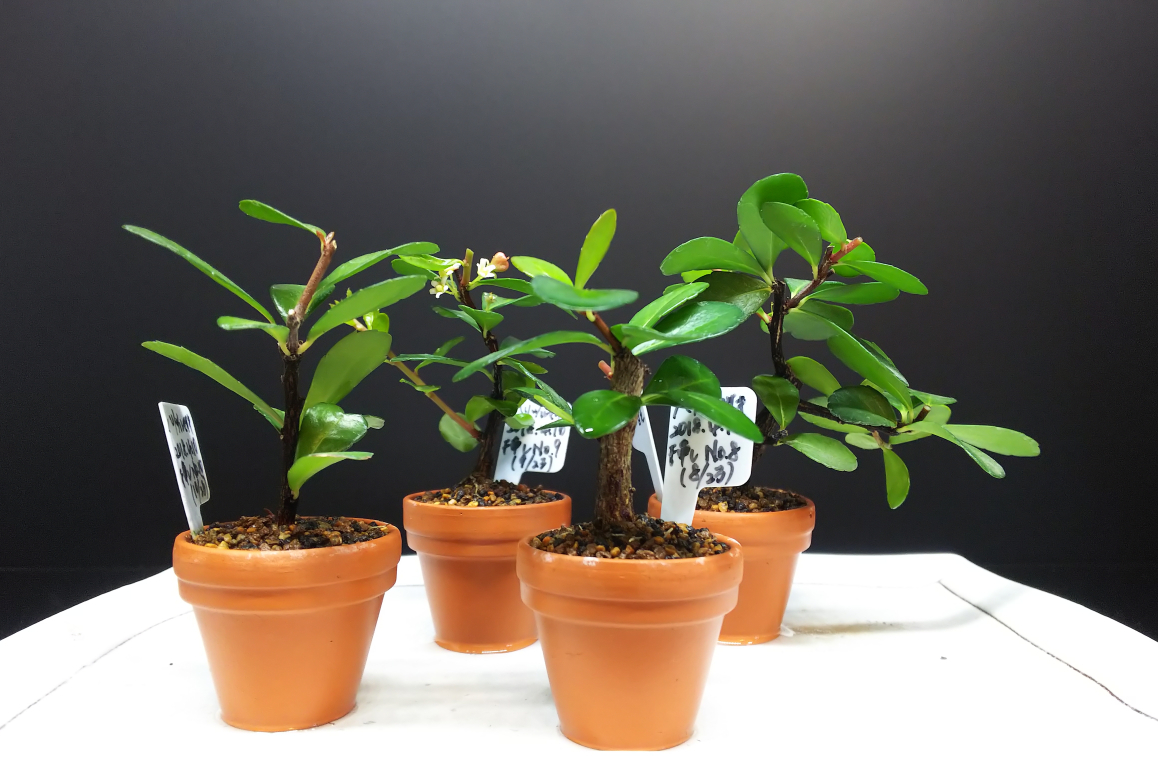 マグァンプkの超効果とトマトトーンのデメリット Bon Bonsai マグァンプkの超効果とトマトトーンのデメリット Bon Bonsai