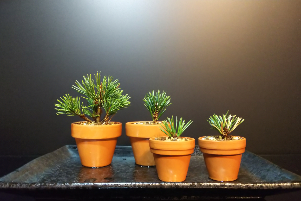 瑞祥、親と三匹の挿し木 : Bon Bonsai