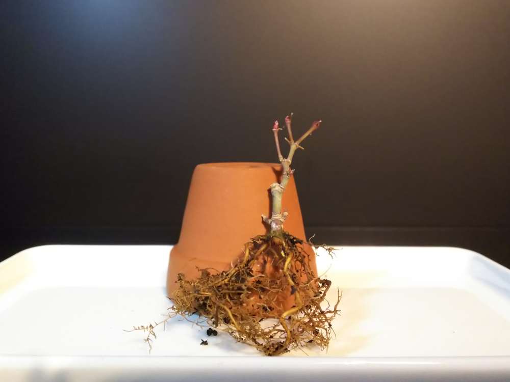 もみじで一番動きの早かった舞姫のちびっこ達を植え替える Bon Bonsai