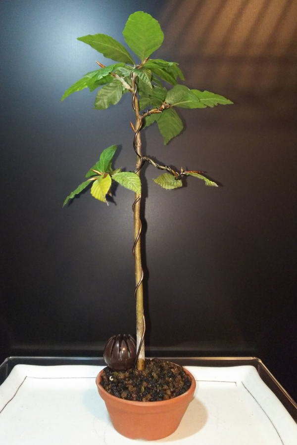 実生苗 白神ブナの成長を振り返る Bon Bonsai 実生苗 白神ブナの成長を振り返る Bon Bonsai