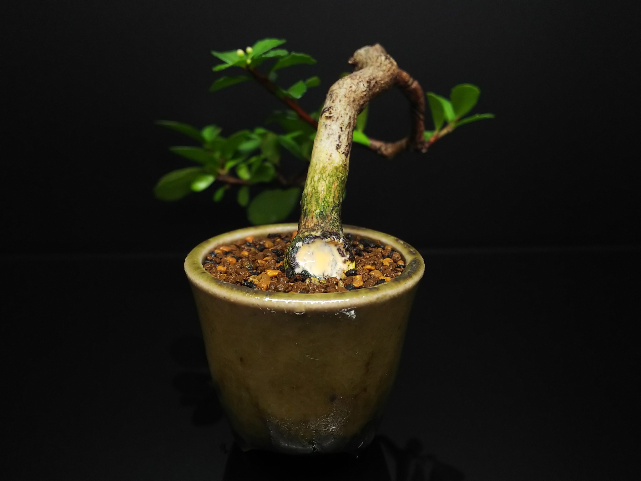 ハリツルマサキNo.2、色々残念な植え替え : Bon Bonsai