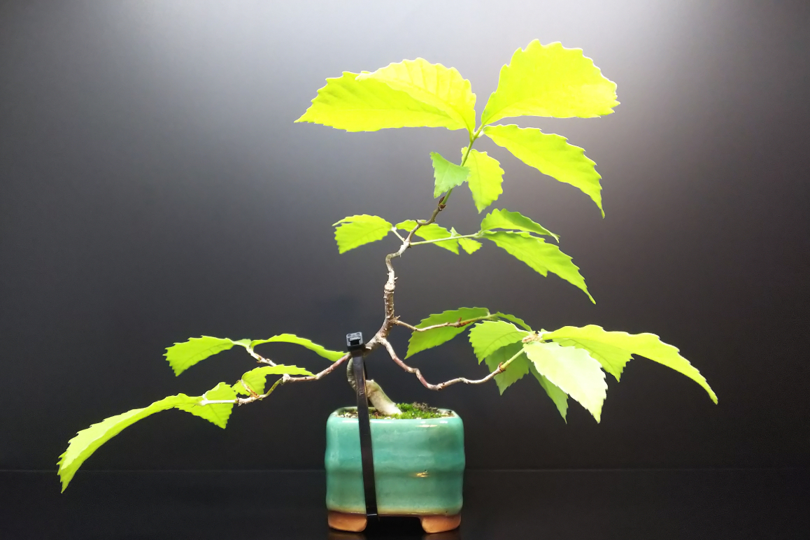 3年生では花が来なかった一才コナラ Bon Bonsai