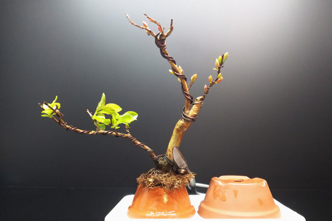 2020032905サルスベリ夏祭り植え替え5