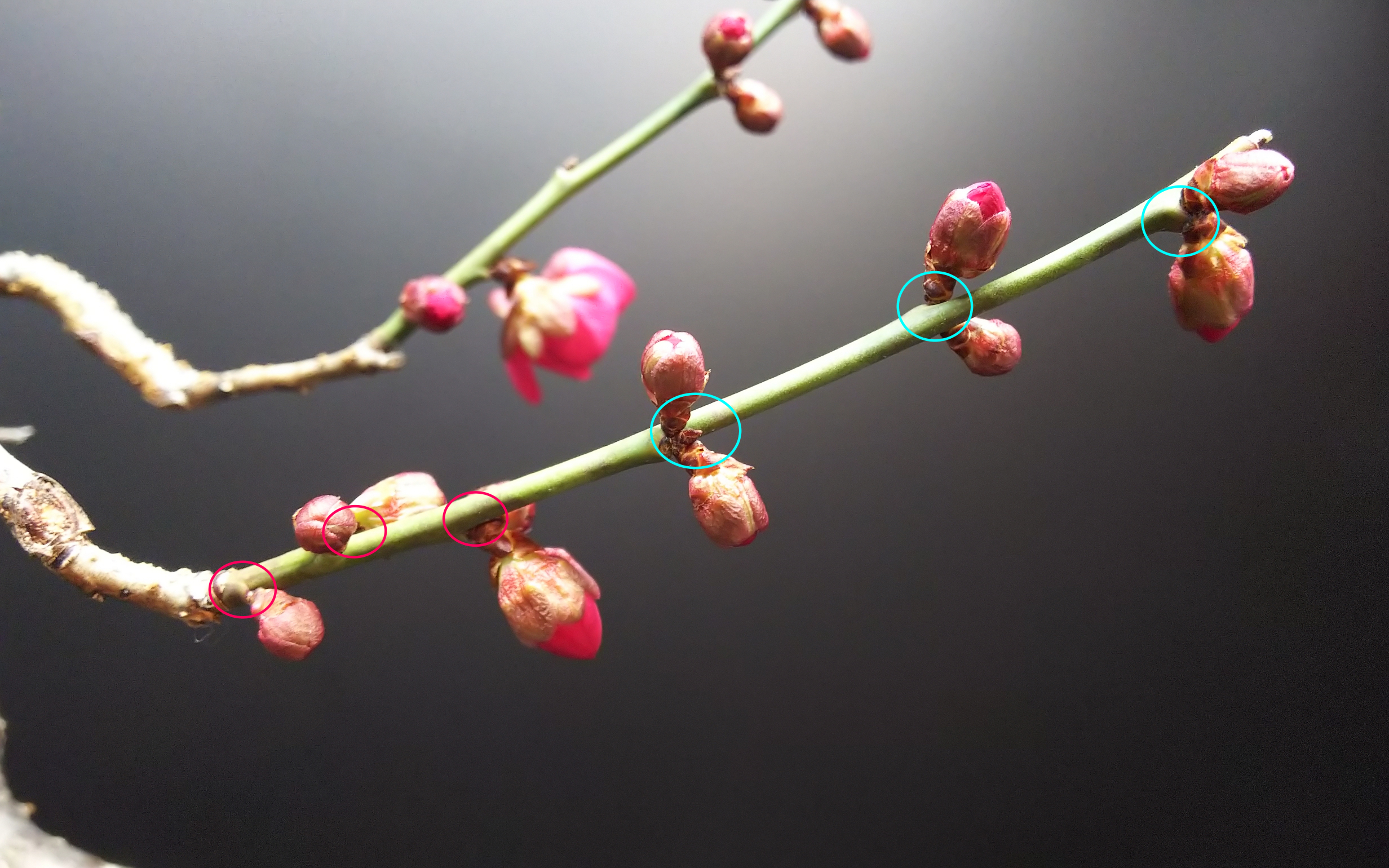 紅梅の葉刈りによる葉芽の出来方を観察する Bon Bonsai