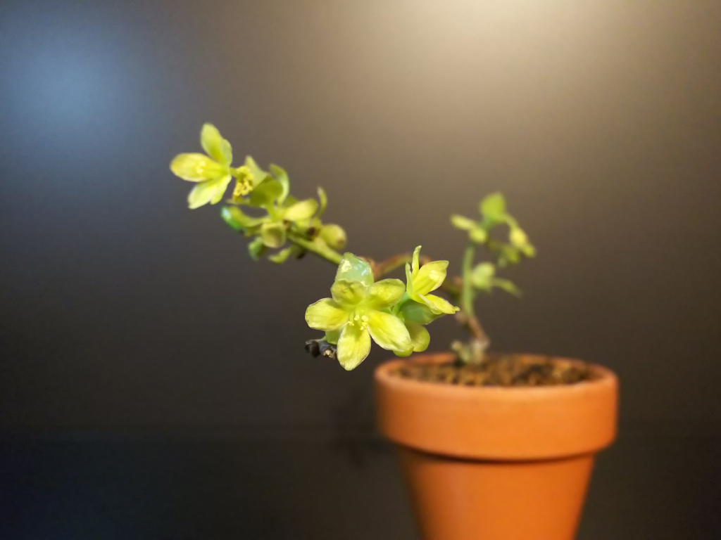 ルリビョウタンの育て方 : Bon Bonsai ルリビョウタンの育て方 : Bon Bonsai
