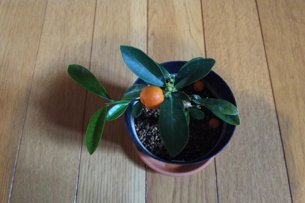 キンズ 実生から直根切り 軸切り挿し芽の結果 Bon Bonsai キンズ 実生から直根切り 軸切り挿し芽の結果 Bon Bonsai