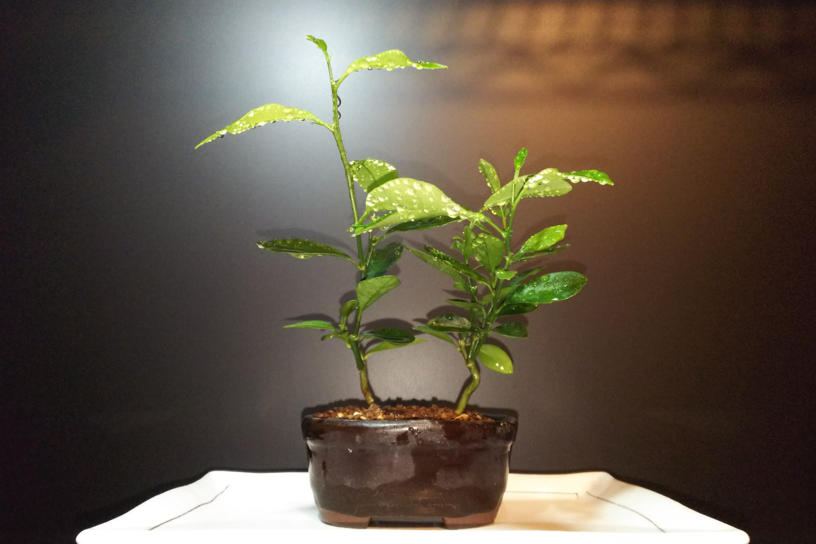 頂いたキンカン いつ曲げるの 今でしょ Bon Bonsai