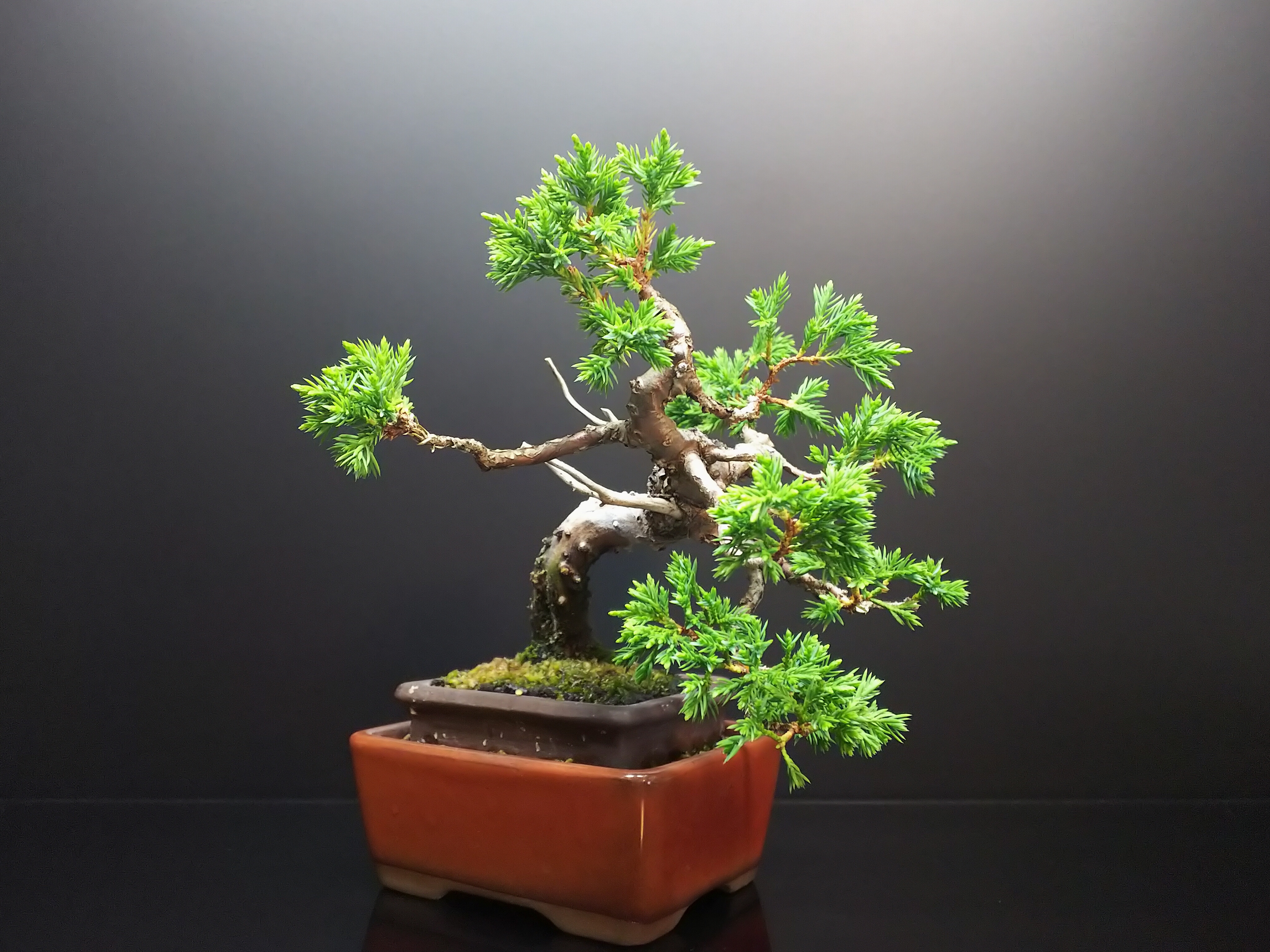 真柏を斬って剥いて考える : Bon Bonsai