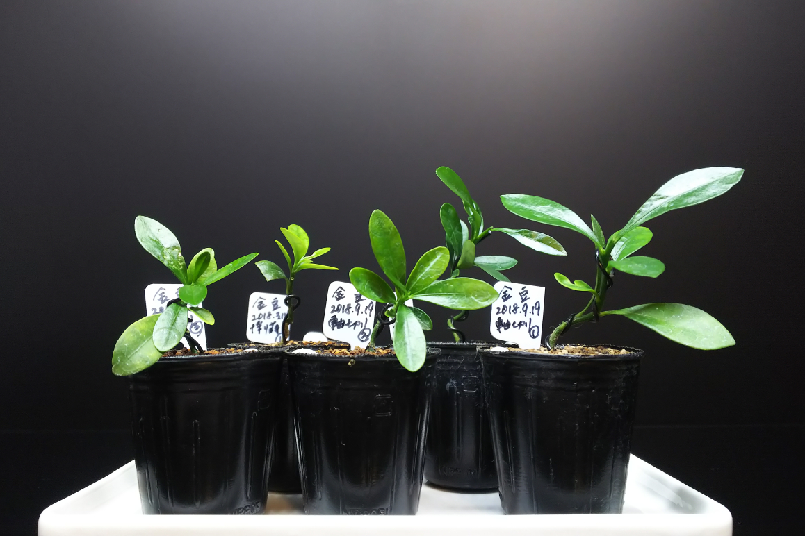 叩いたキンズのその後と実生苗の曲入れ Bon Bonsai 叩いたキンズのその後と実生苗の曲入れ Bon Bonsai