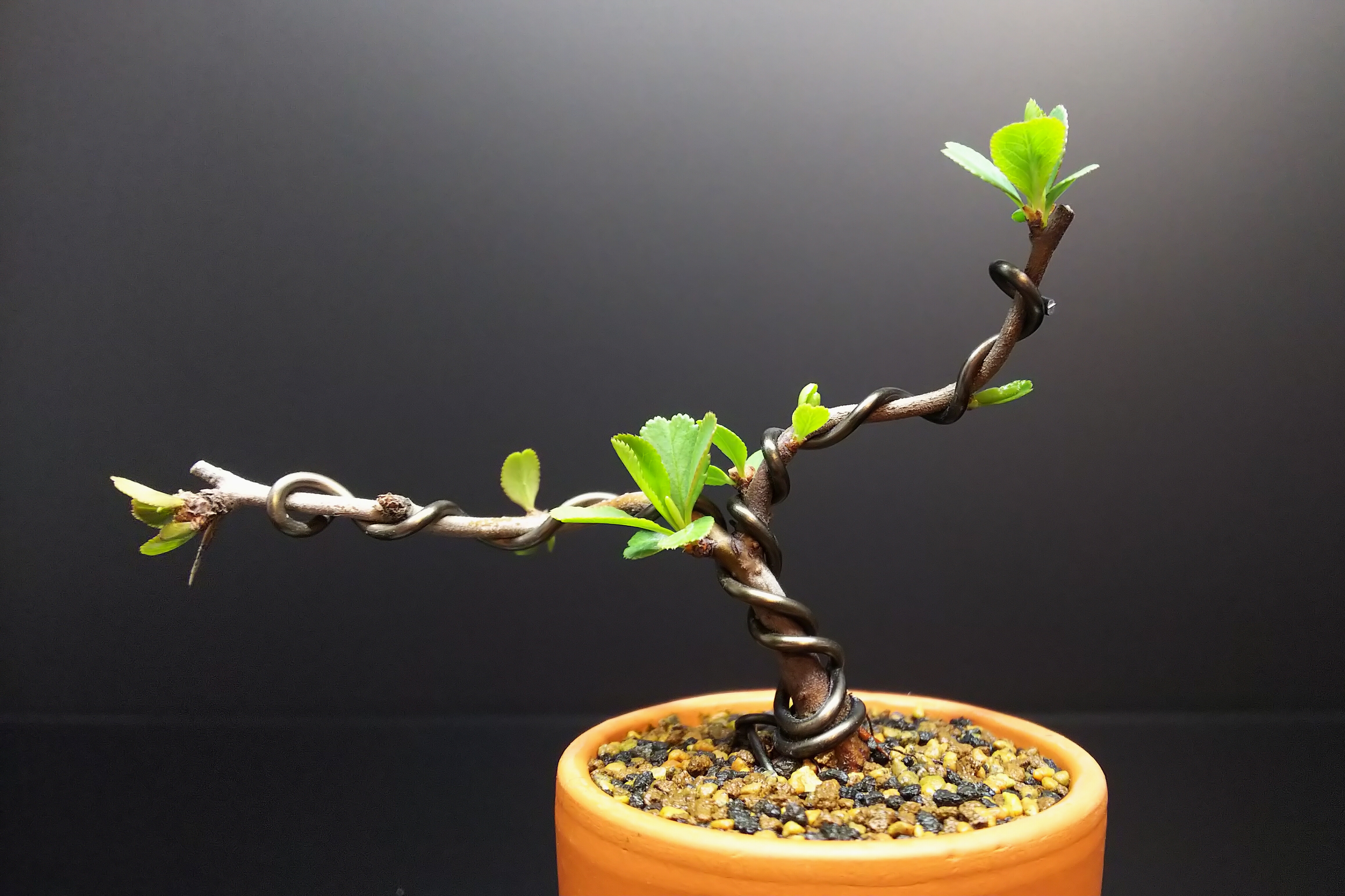 木瓜の剪定と芽の観察 Bon Bonsai