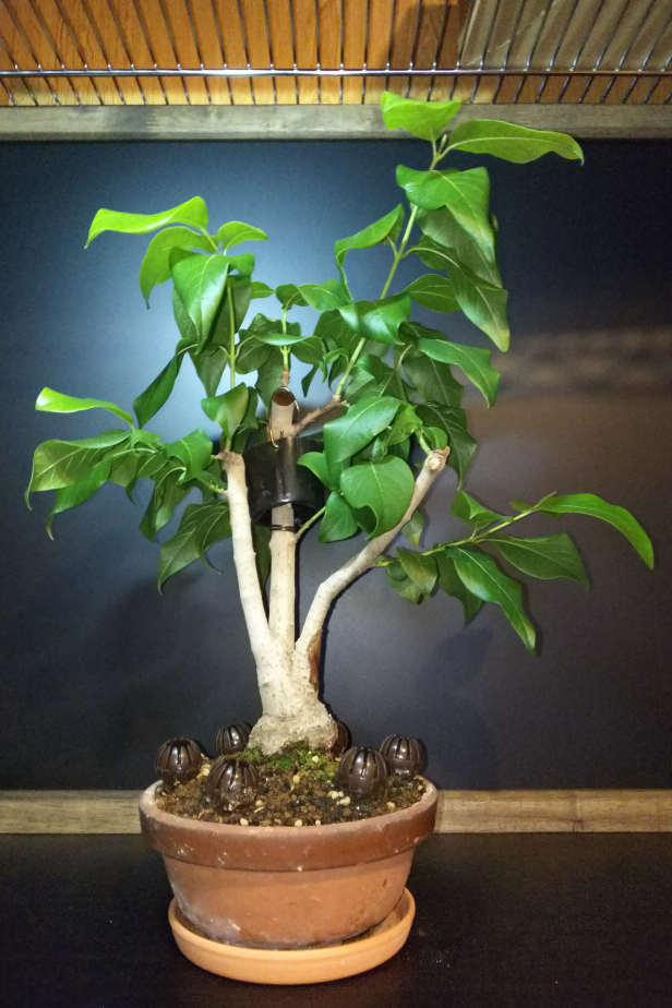 素心ロウバイ 不要枝の剪定と針金かけ Bon Bonsai 素心ロウバイ 不要枝の剪定と針金かけ Bon Bonsai