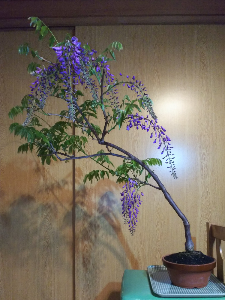 太根をがっつり詰めても無問題だった黒龍藤 Bon Bonsai 太根をがっつり詰めても無問題だった黒龍藤 Bon Bonsai