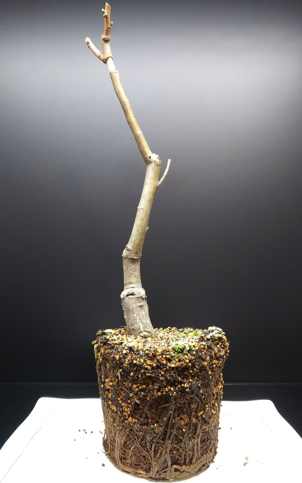 三度栗の取り木と植え替えと実生の様子 Bon Bonsai 三度栗の取り木と植え替えと実生の様子 Bon Bonsai
