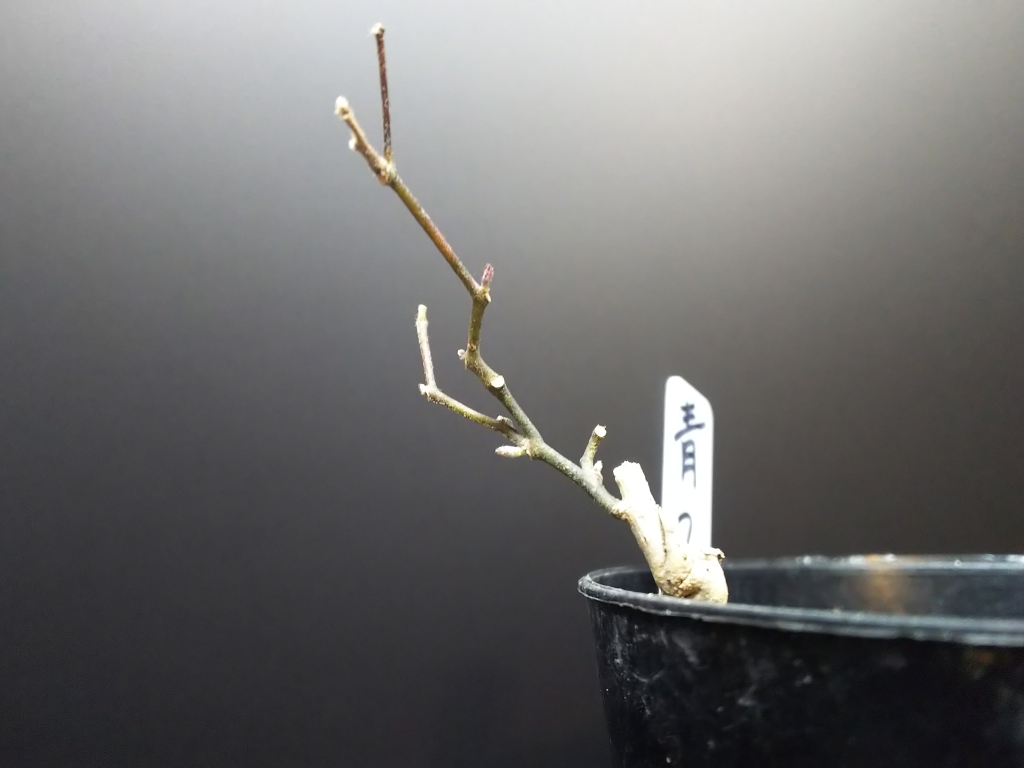 超簡単 青つづら藤の植え替え Bon Bonsai 超簡単 青つづら藤の植え替え Bon Bonsai