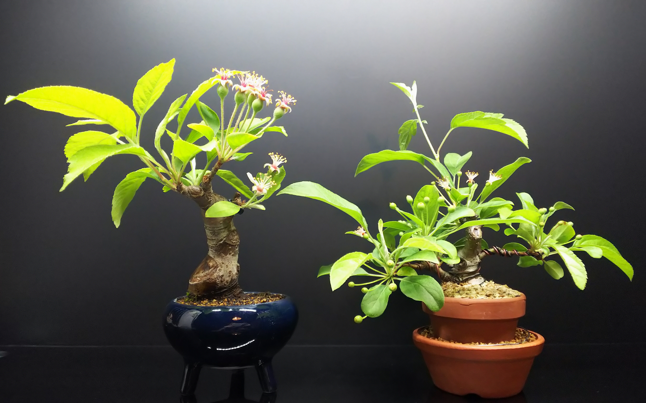 深山カイドウと姫りんごの結実の様子 : Bon Bonsai 深山カイドウと姫りんごの結実の様子 : Bon Bonsai