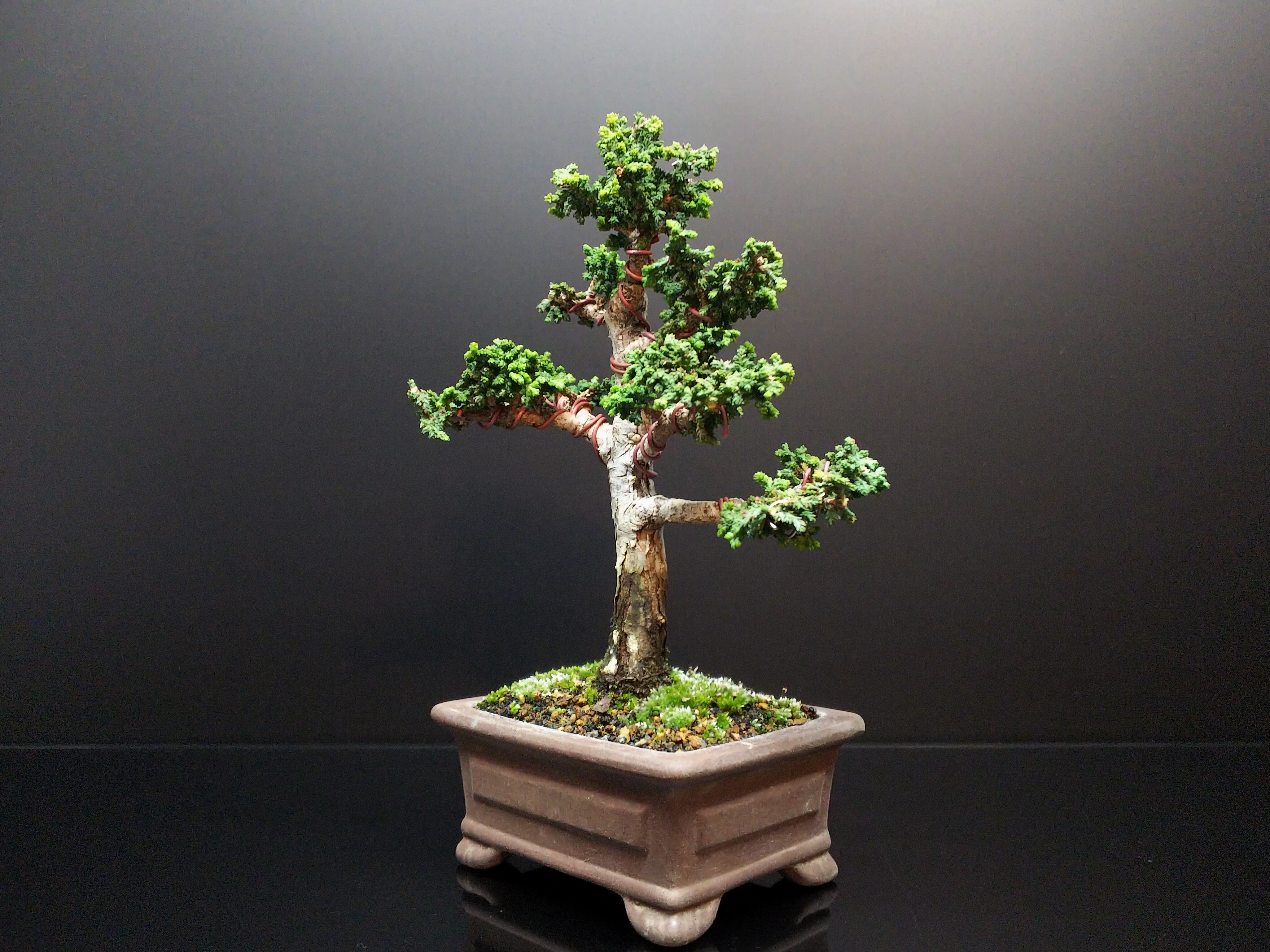 石化檜挿木苗(15本) 初雪石化檜】 挿し木用の親でしたが太ってきたので植え替えて第