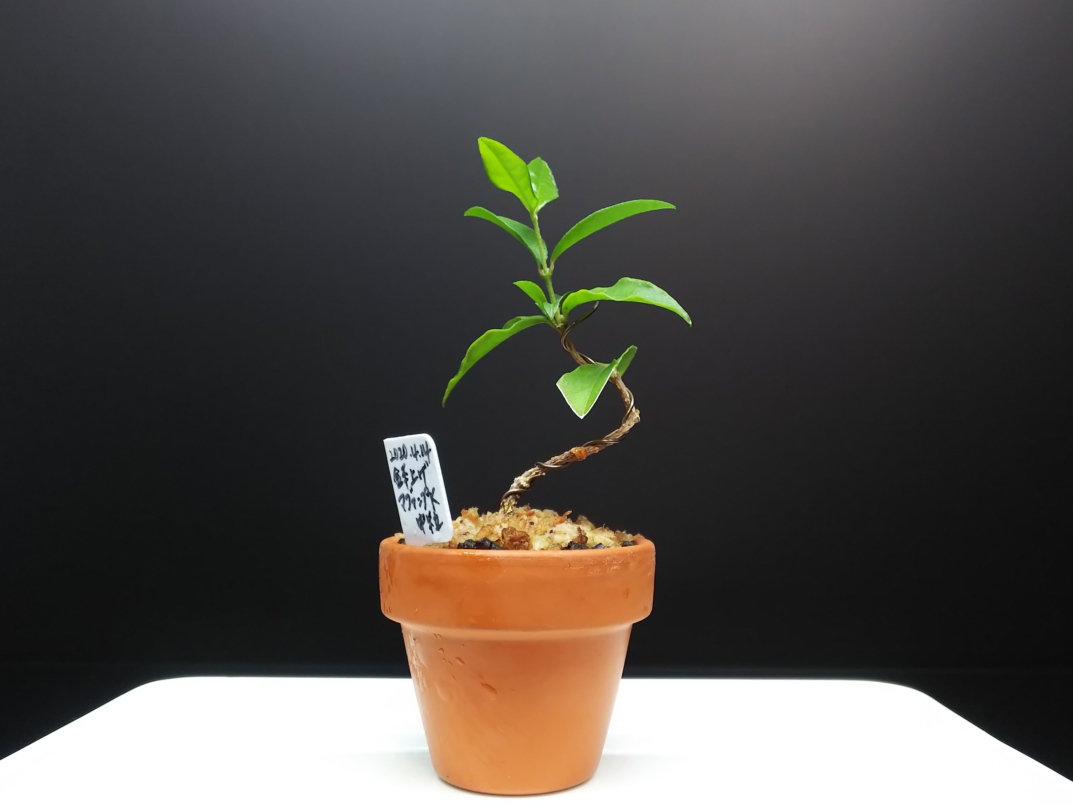 第四郵便で盆栽苗を送ってみた ペットボトル編 Bon Bonsai 第四郵便で盆栽苗を送ってみた ペットボトル編 Bon Bonsai