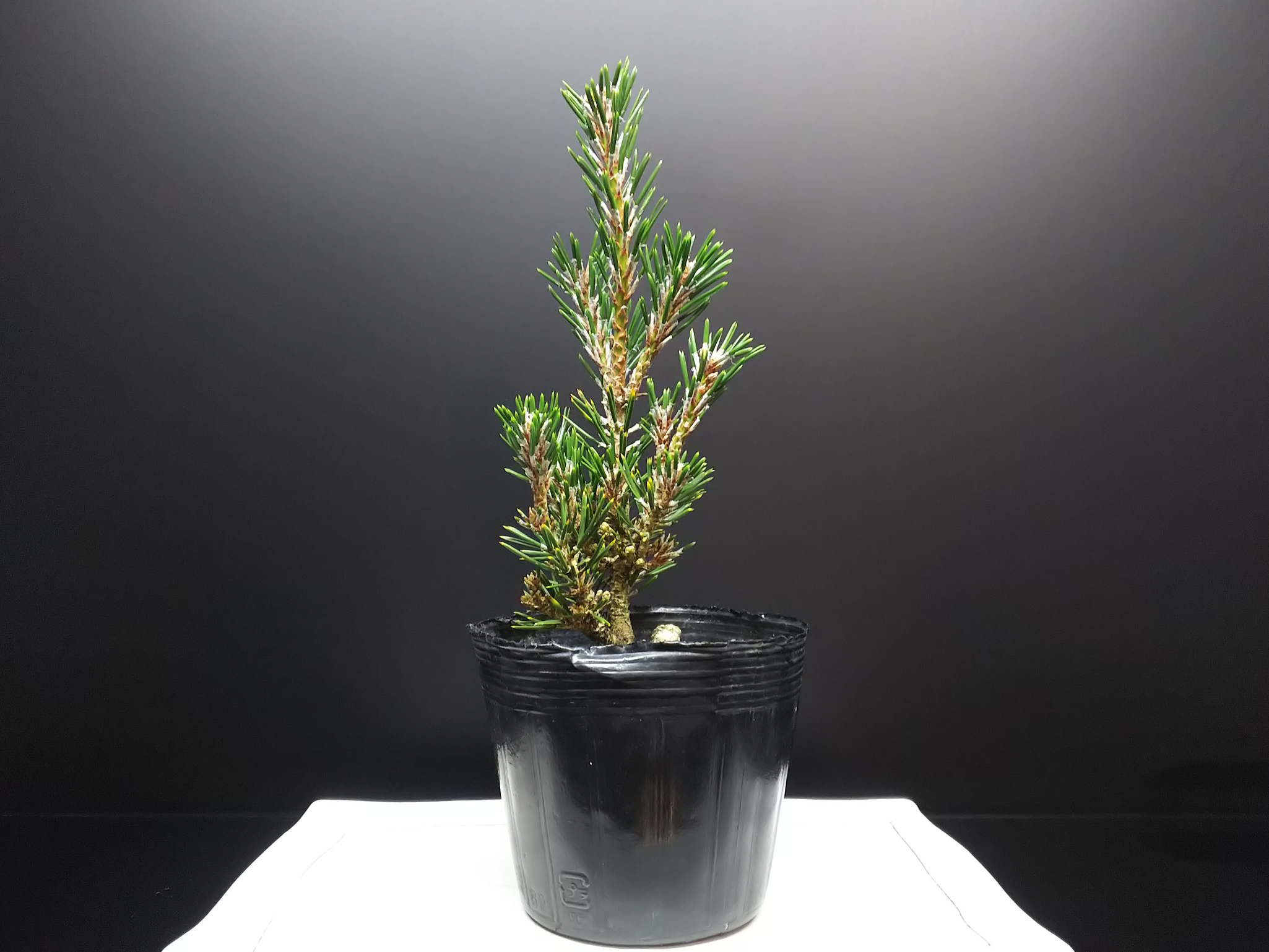 千寿姫の芽切りとか色々 : Bon Bonsai