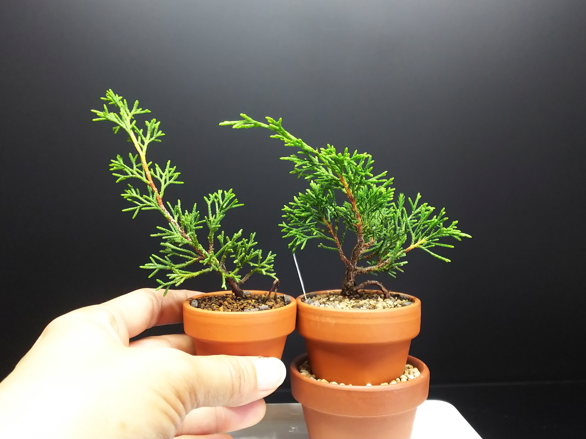 マノン（市川）　挿し木苗