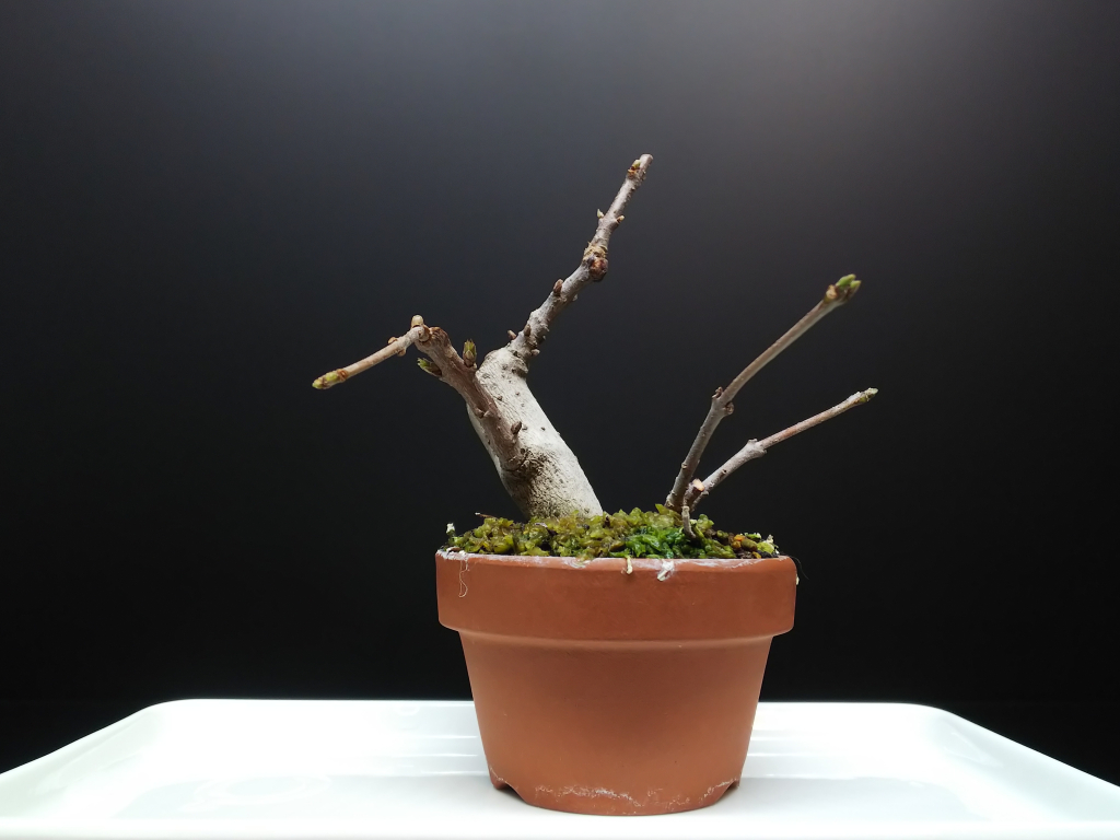素心ロウバイの枝作りと芽摘みについて考える Bon Bonsai